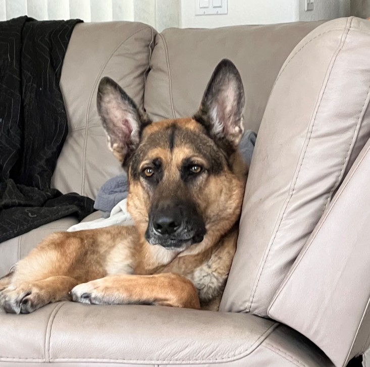 Elvis