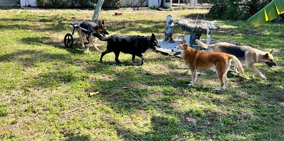 The haven — home and yard where our dogs live
