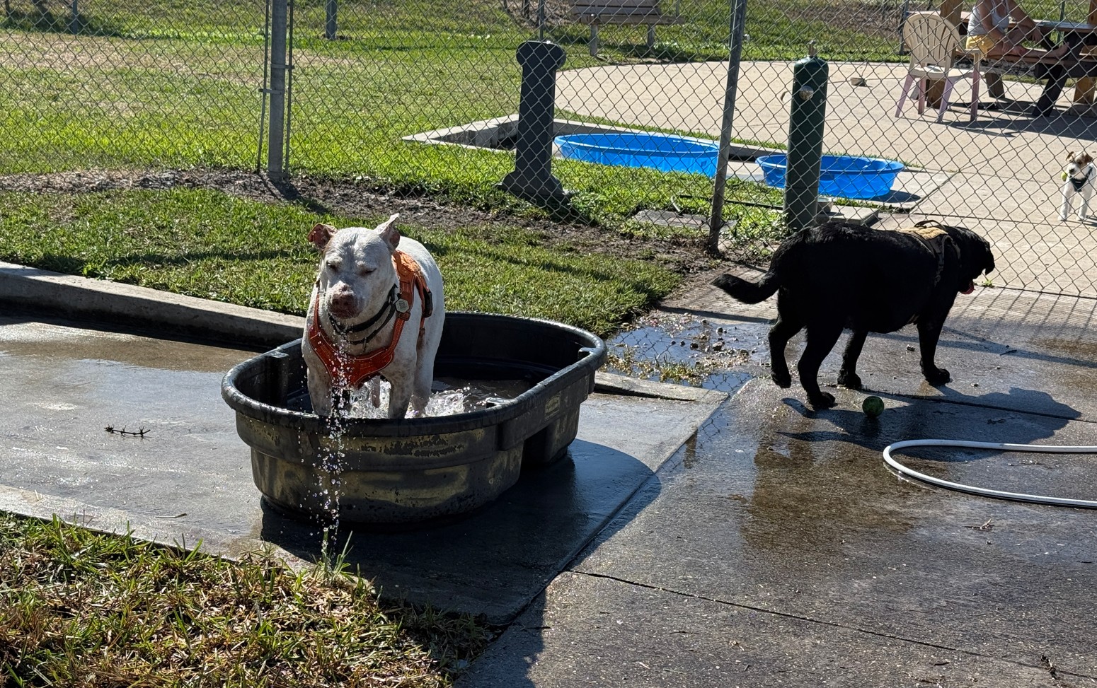 Dogs at Danny's Dog Haven